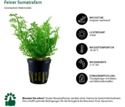Dehner Aqua Aquarienpflanzen-Set Hintergrundbepflanzung 232, 3-teilig