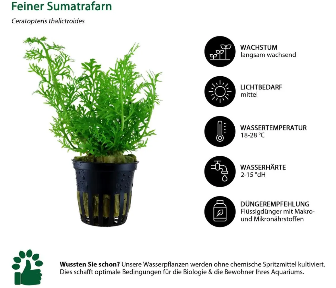 Dehner Aqua Aquarienpflanzen-Set Hintergrundbepflanzung 232, 3-teilig