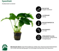 Dehner Aqua Aquarienpflanzen-Set Anubias 242, 3-teilig