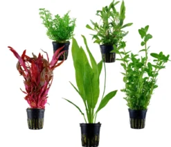 Dehner Aqua Aquarienpflanzen-Set Hintergrundbepflanzung 207, 5-teilig