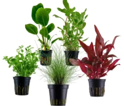 Dehner Aqua Aquarienpflanzen-Set Einsteiger 212, 5-teilig