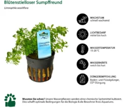 Dehner Aqua Aquarienpflanzen-Set für Nano-Aquarien, 10-teilig