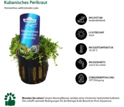 Dehner Aqua Aquarienpflanzen-Set für Nano-Aquarien, 10-teilig