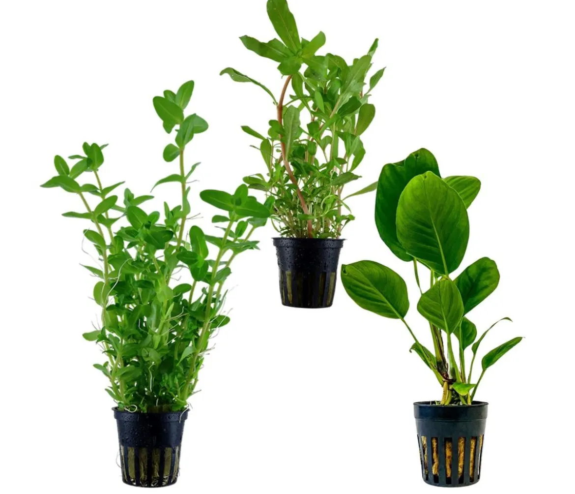 Dehner Aqua Aquarienpflanzen-Set Hintergrundbepflanzung 231, 3-teilig