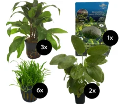 Dehner Aqua Aquarienpflanzen-Set für Dehner Aqua Start 80, 12-teilig