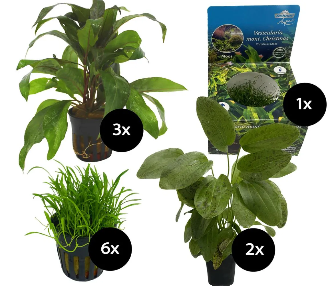 Dehner Aqua Aquarienpflanzen-Set für Dehner Aqua Start 80, 12-teilig