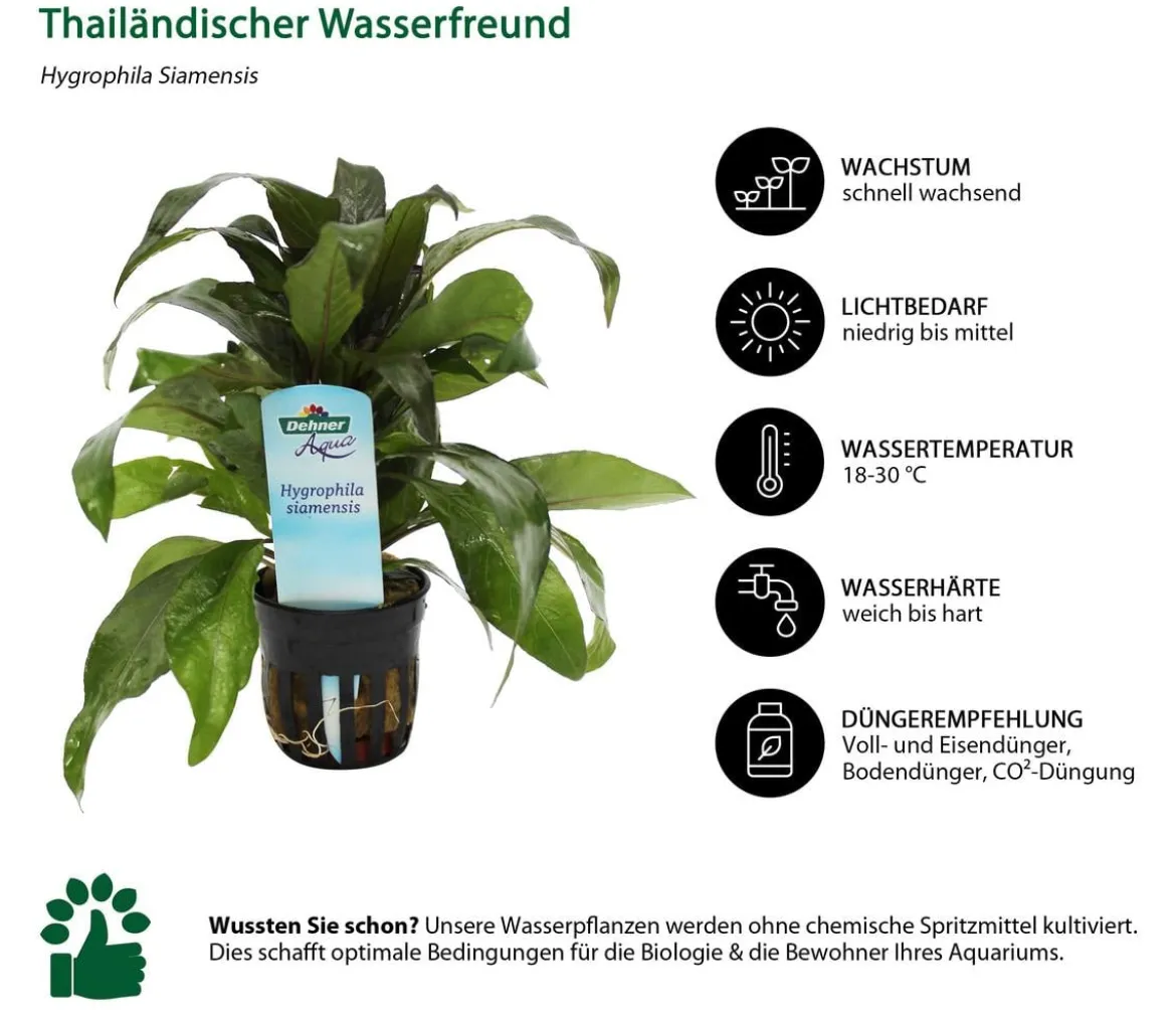 Dehner Aqua Aquarienpflanzen-Set für Dehner Aqua Start 80, 12-teilig