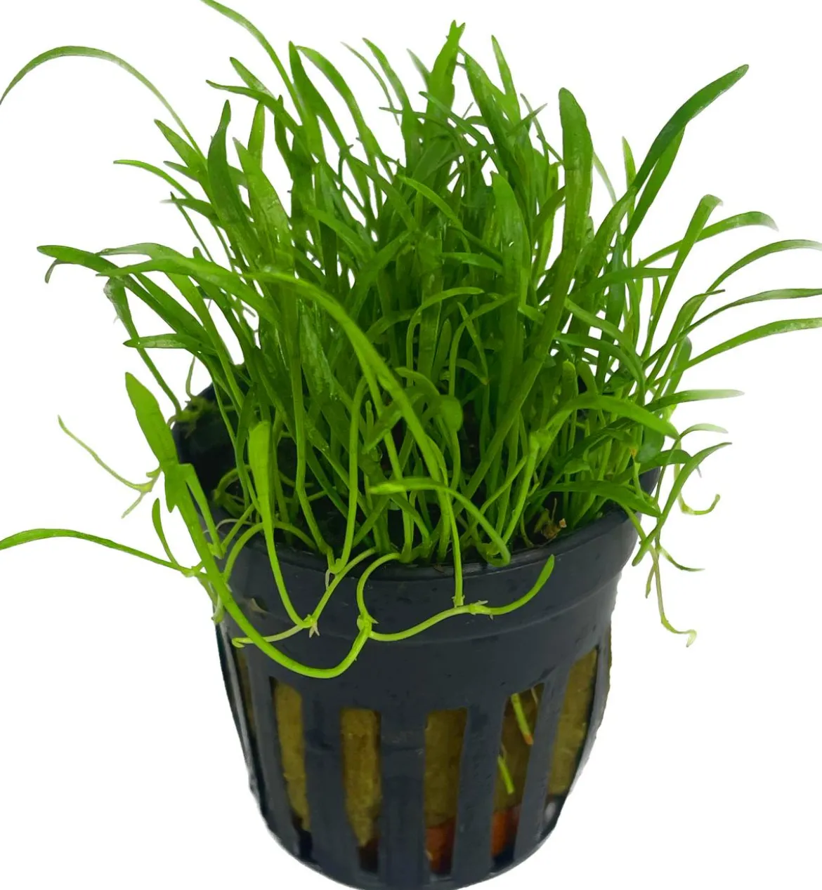 Dehner Aqua Brasilianische Graspflanze - Lilaeopsis brasiliensis