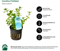 Dehner Aqua Carolina-Fettblatt - Bacopa caroliniana