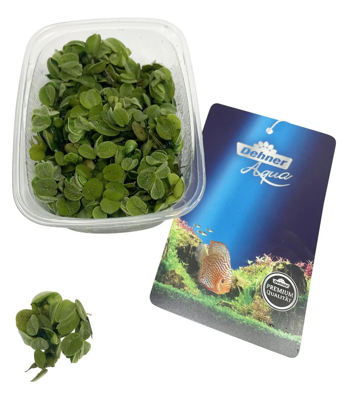 Dehner Aqua Gemeiner Schwimmfarn - Salvinia natans