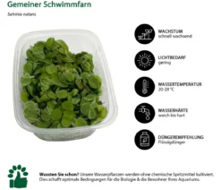 Dehner Aqua Gemeiner Schwimmfarn - Salvinia natans