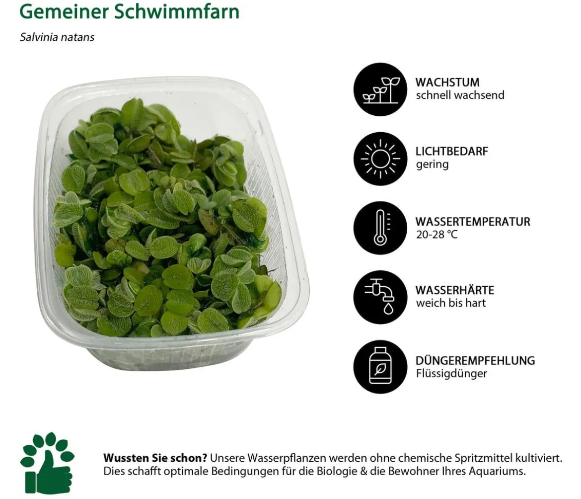 Dehner Aqua Gemeiner Schwimmfarn - Salvinia natans