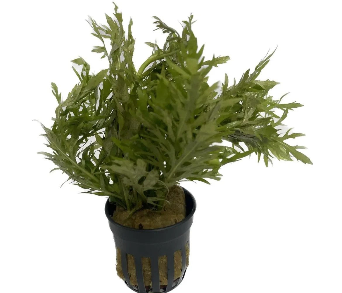 Dehner Aqua Indischer Wasserwedel - Hygrophila difformis