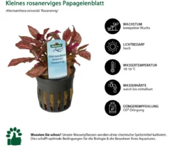 Dehner Aqua Kleines rosanerviges Papageienblatt - Alternanthera Reineckii rosanervig