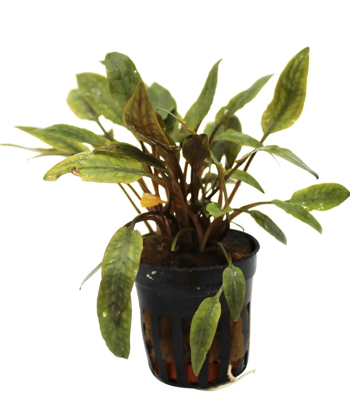 Dehner Aqua Petchs Wasserkelch - Cryptocoryne Petchii