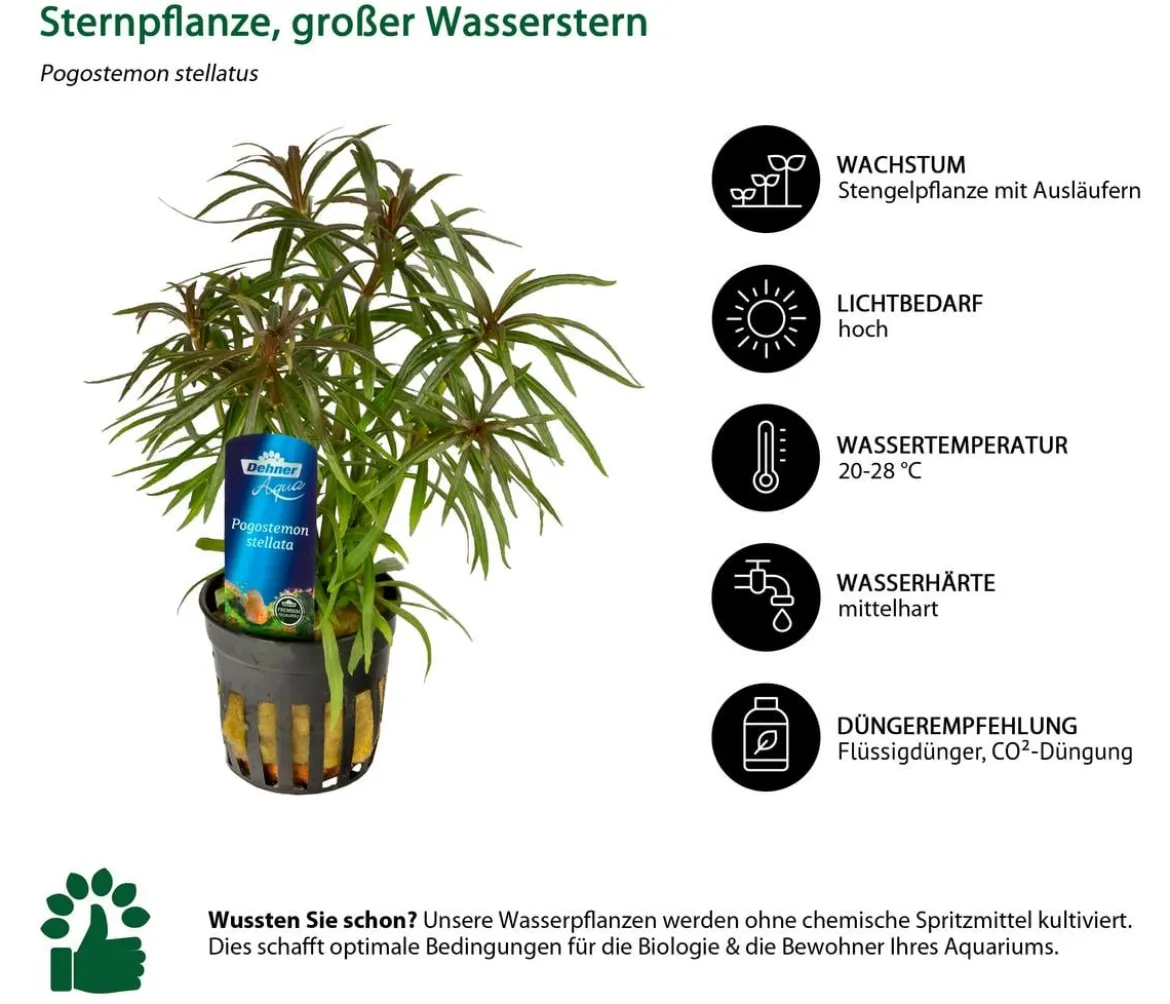 Dehner Aqua Premium Aquarienpflanzen-Set Premium, 15-teilig