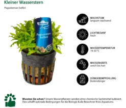 Dehner Aqua Premium Aquarienpflanzen-Set für JUWEL® AQUARIUM Rio 180 LED, 37-teilig