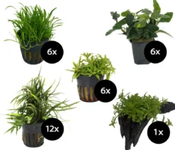 Dehner Aqua Premium Aquarienpflanzen-Set für Dehner Aqua Premium ProLine 100, 31-teilig