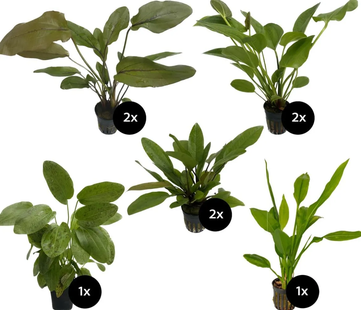 Dehner Aqua Premium Aquarienpflanzen-Set Echinodorus-Mix, 8-teilig