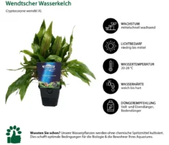 Dehner Aqua Premium Aquarienpflanzen-Set Cryptocorynen-Mix, 10-teilig