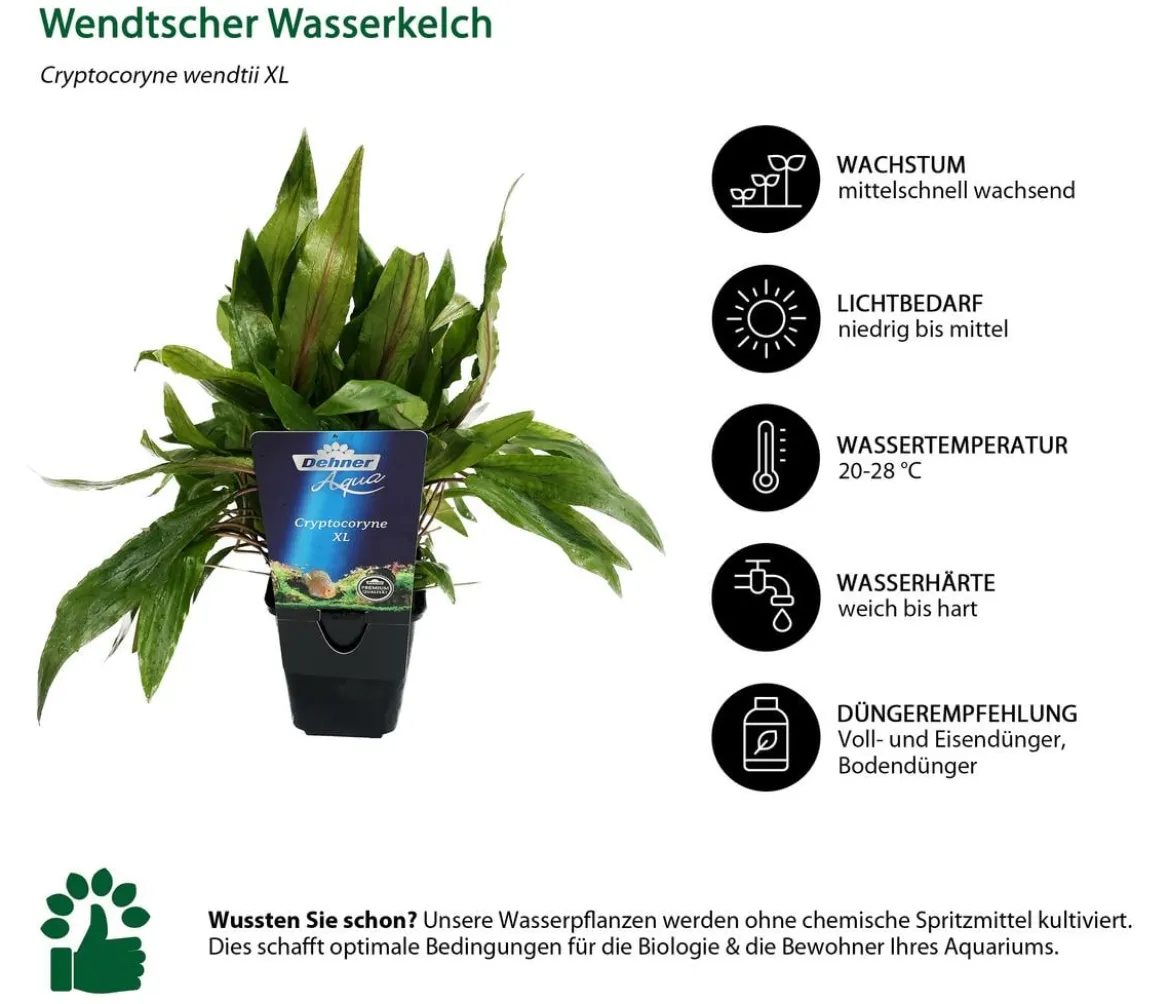 Dehner Aqua Premium Aquarienpflanzen-Set Cryptocorynen-Mix, 10-teilig