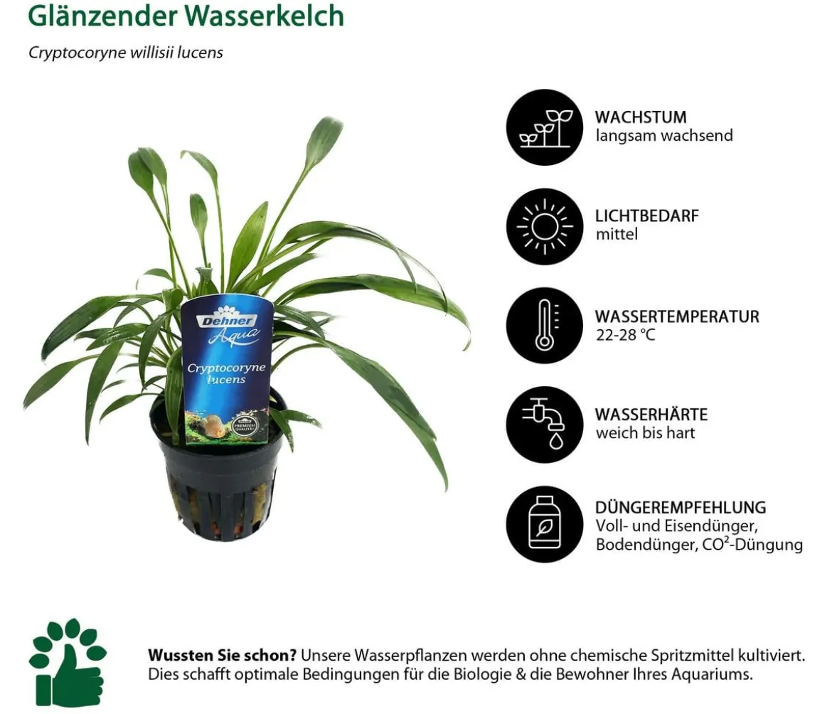 Dehner Aqua Premium Aquarienpflanzen-Set Cryptocorynen-Mix, 10-teilig