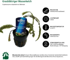 Dehner Aqua Premium Aquarienpflanzen-Set Cryptocorynen-Mix, 10-teilig