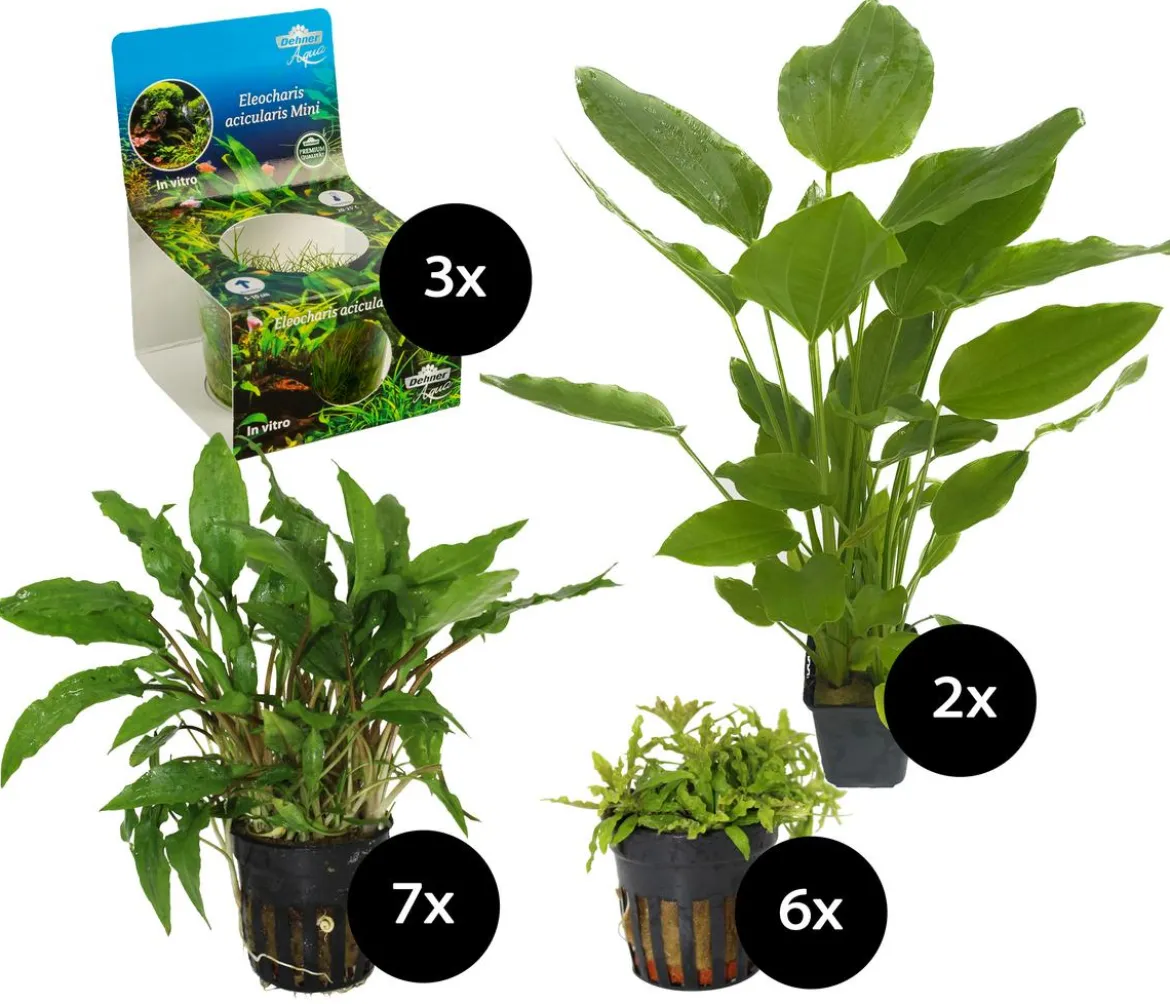 Dehner Aqua Premium Aquarienpflanzen-Set für JUWEL® AQUARIUM Lido 120 LED, 18-teilig