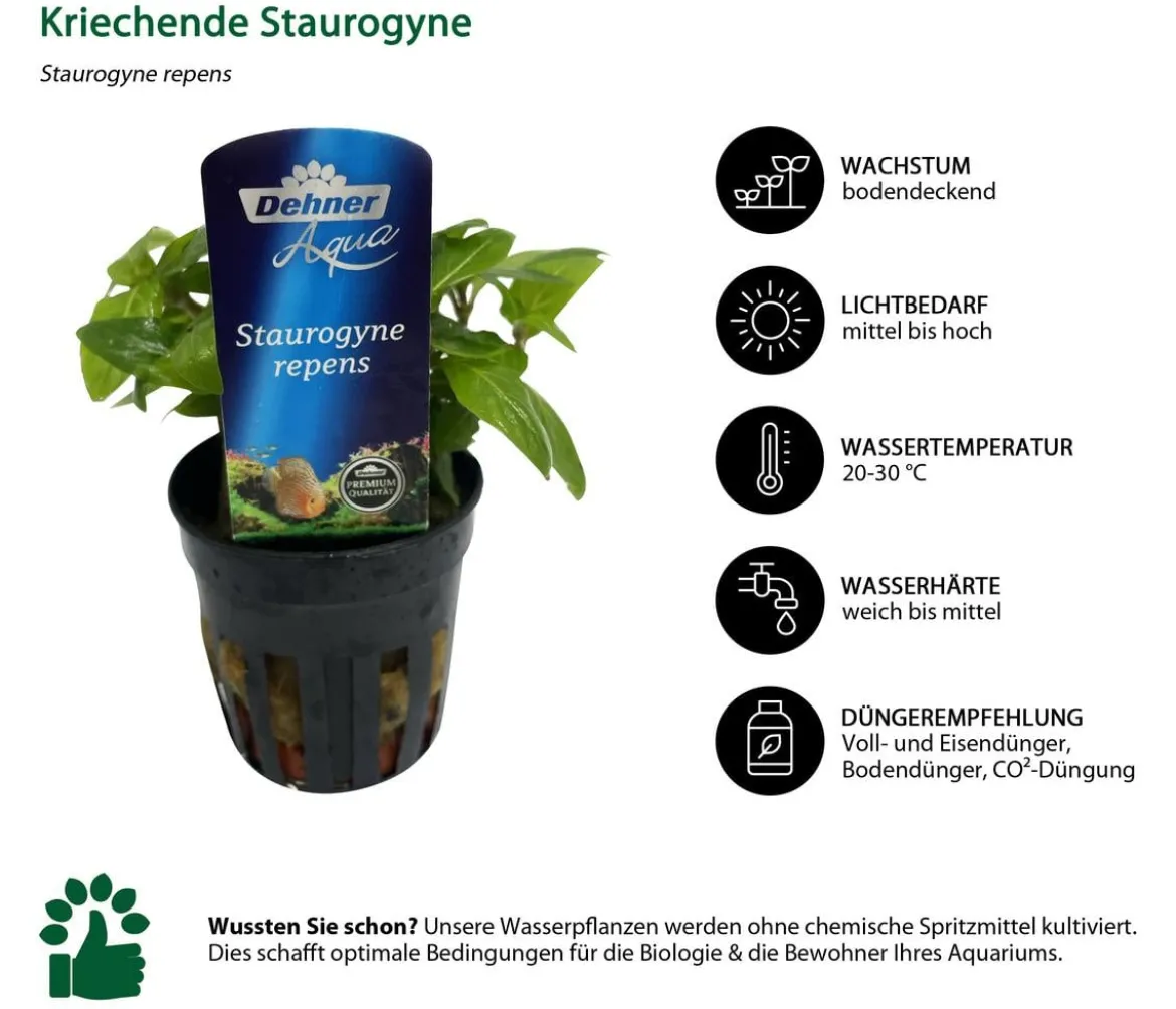 Dehner Aqua Premium Aquarienpflanzen-Set für Dehner Aqua Start 60, 10-teilig