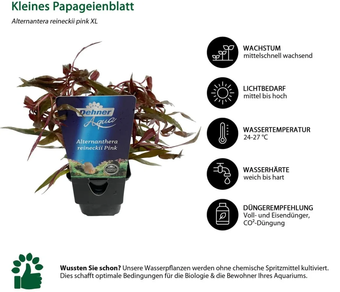Dehner Aqua Premium Aquarienpflanzen-Set Hintergrundbepflanzung, 5-teilig