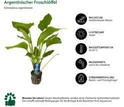 Dehner Aqua Premium Aquarienpflanzen-Set Hintergrundbepflanzung, 5-teilig