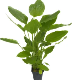 Dehner Aqua Premium Argentinischer Froschlöffel XL - Echinodorus argentinensis