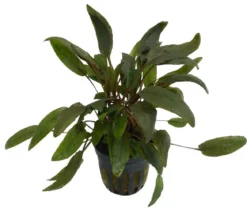 Dehner Aqua Premium Beckett´s Wasserkelch - Cryptocoryne beckettii