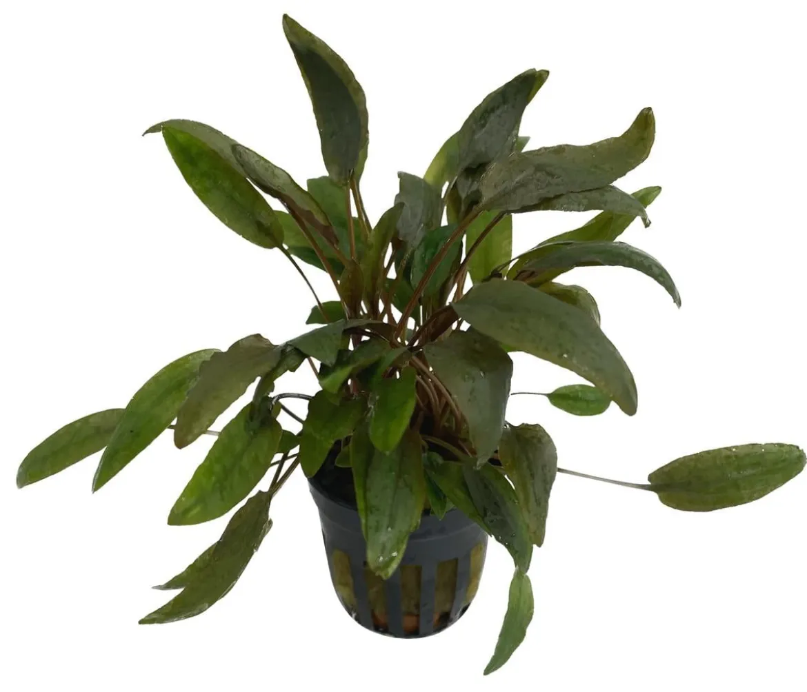 Dehner Aqua Premium Beckett´s Wasserkelch - Cryptocoryne beckettii