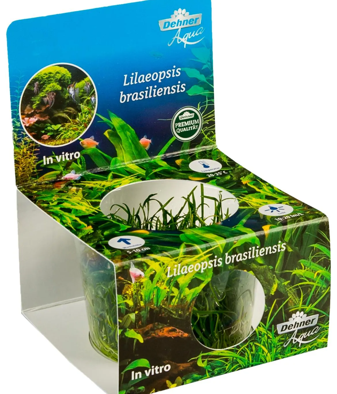 Dehner Aqua Premium Brasilianische Graspflanze In vitro - Lilaeopsis brasiliensis