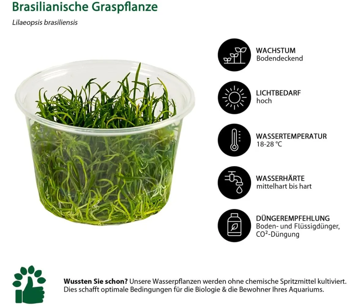 Dehner Aqua Premium Brasilianische Graspflanze In vitro - Lilaeopsis brasiliensis