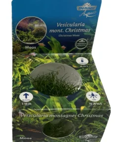 Dehner Aqua Premium Christmas-Moos - Vesicularia montagnei