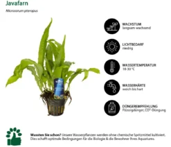 Dehner Aqua Premium Javafarn - Microsorum pteropus