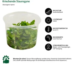 Dehner Aqua Premium Kriechende Staurogyne In vitro - Staurogyne repens