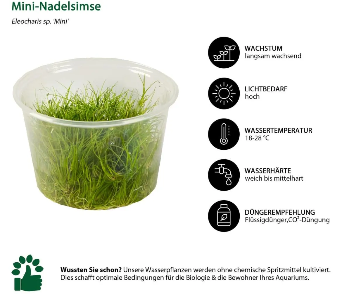 Dehner Aqua Premium Mini-Nadelsimse In vitro - Eleocharis sp. Mini