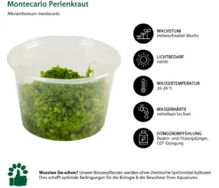 Dehner Aqua Premium Montecarlo Perlenkraut In vitro - Micranthemum montecarlo