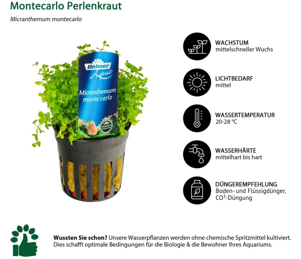 Dehner Aqua Premium Montecarlo Perlenkraut - Micranthemum monte carlo