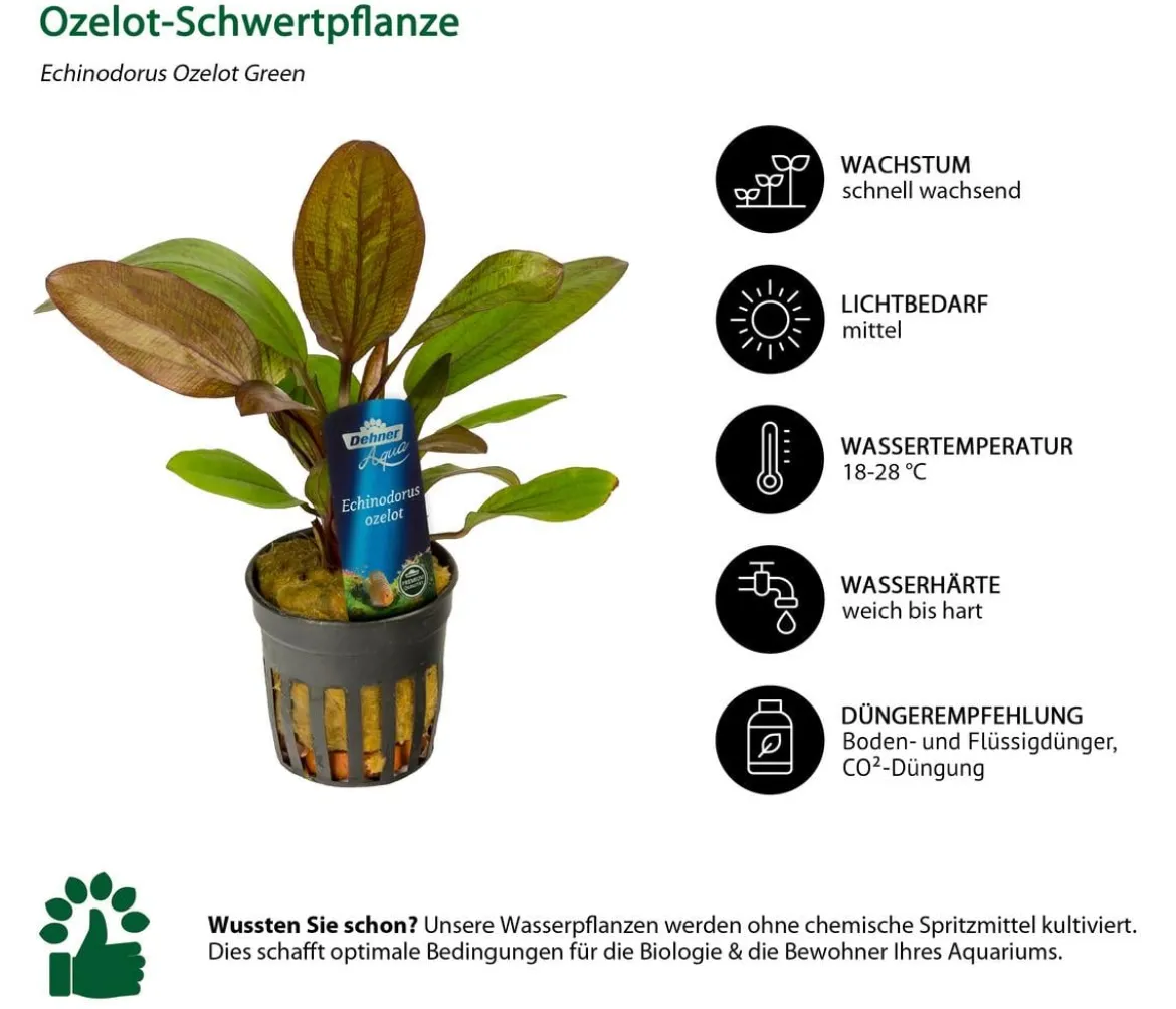 Dehner Aqua Premium Ozelot-Schwertpflanze - Echinodorus Ozelot Green