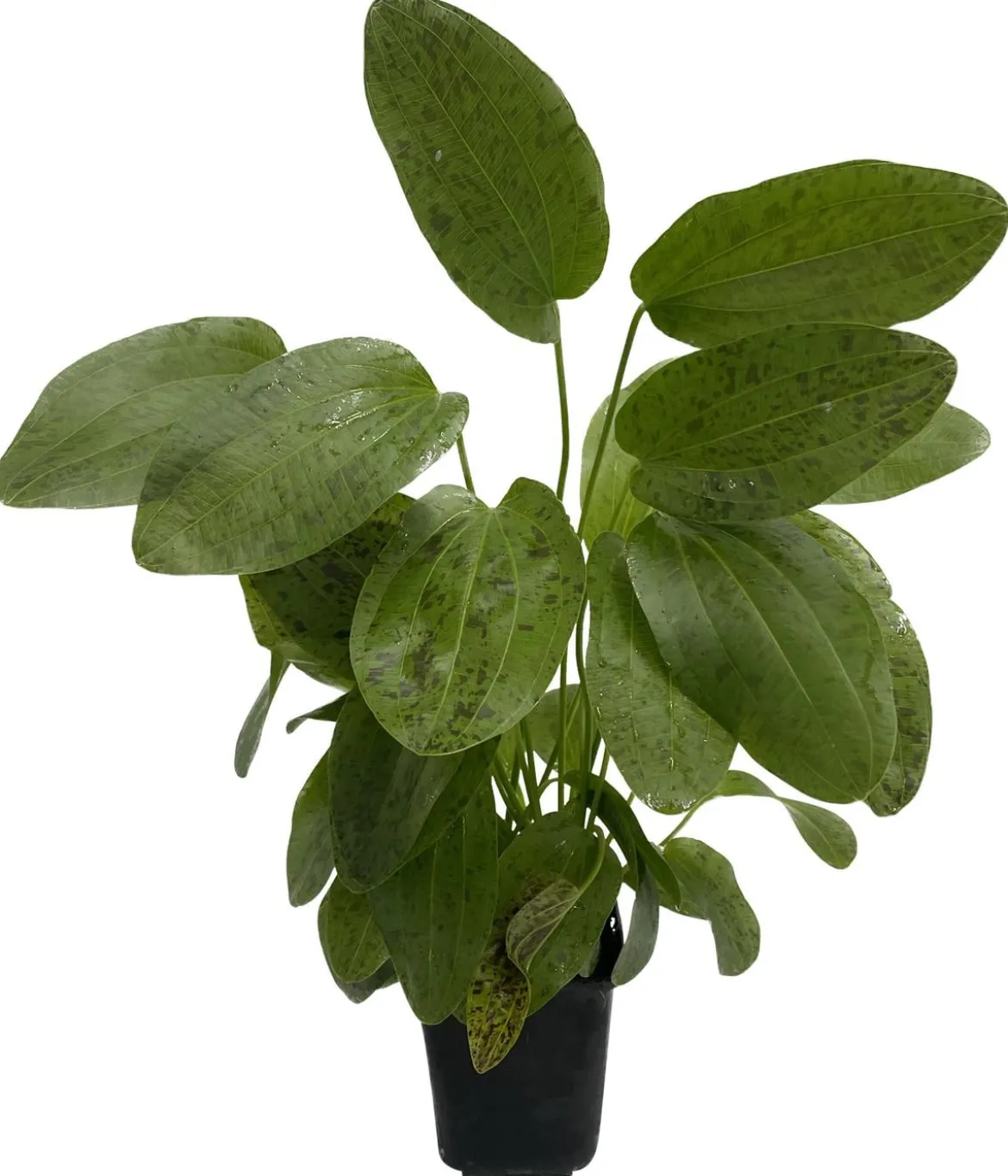 Dehner Aqua Premium Ozelot-Schwertpflanze - Echinodorus Ozelot XL