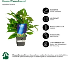 Dehner Aqua Premium Riesen-Wasserfreund - Hygrophila siamensis