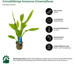 Dehner Aqua Premium Schmalblättrige Amazonas-Schwertpflanze - Echinodorus bleheri