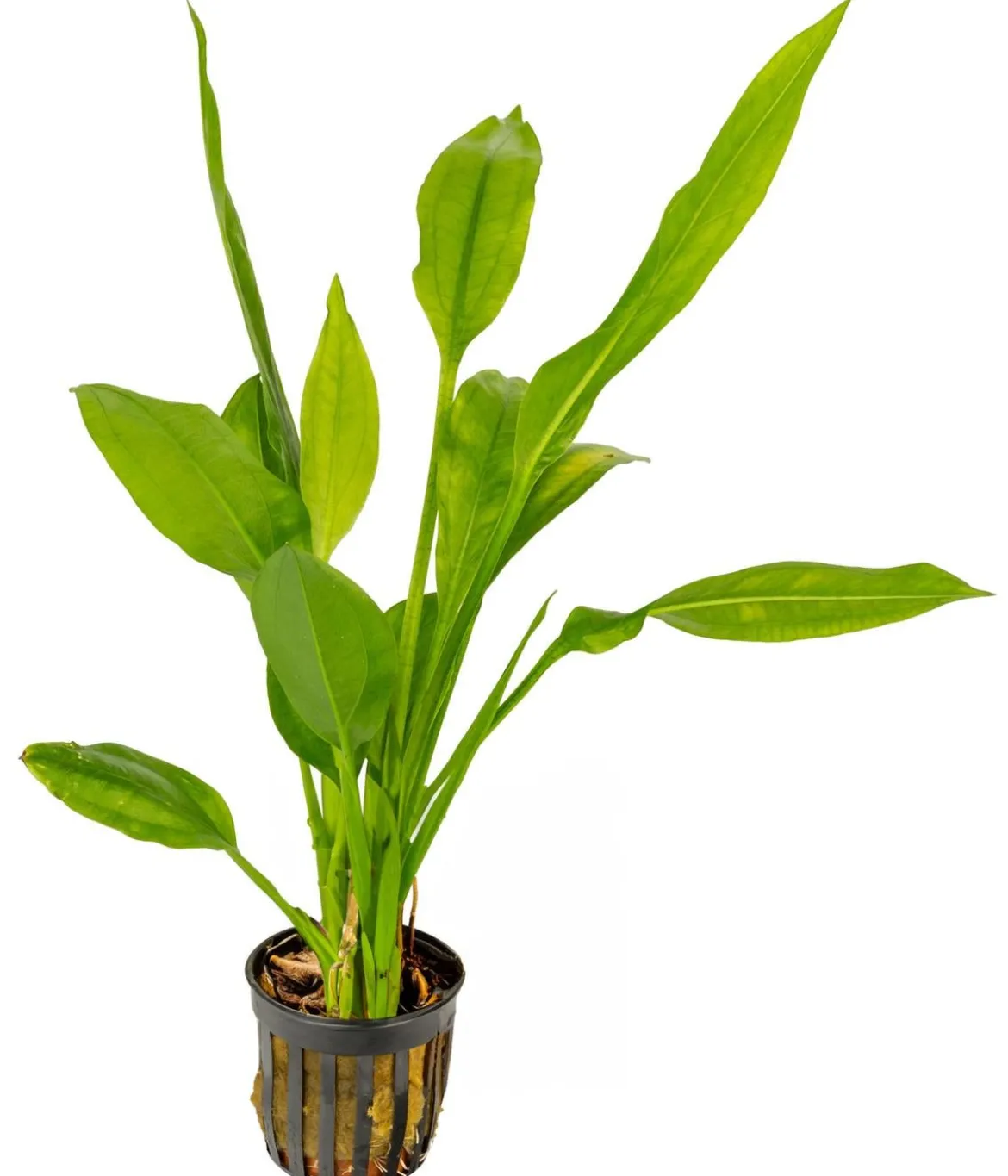 Dehner Aqua Premium Schmalblättrige Amazonas-Schwertpflanze - Echinodorus bleheri