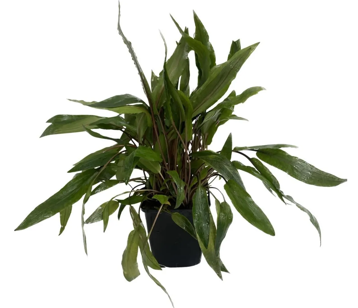 Dehner Aqua Premium Wendtscher Wasserkelch - Cryptocoryne wendtii XL