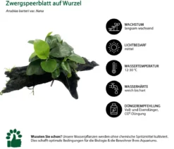 Dehner Aqua Premium Zwergspeerblatt auf Wurzel - Anubias barteri var. Nana