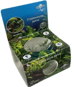 Dehner Aqua Premium Zwergwasserkelch In vitro - Cryptocoryne parva
